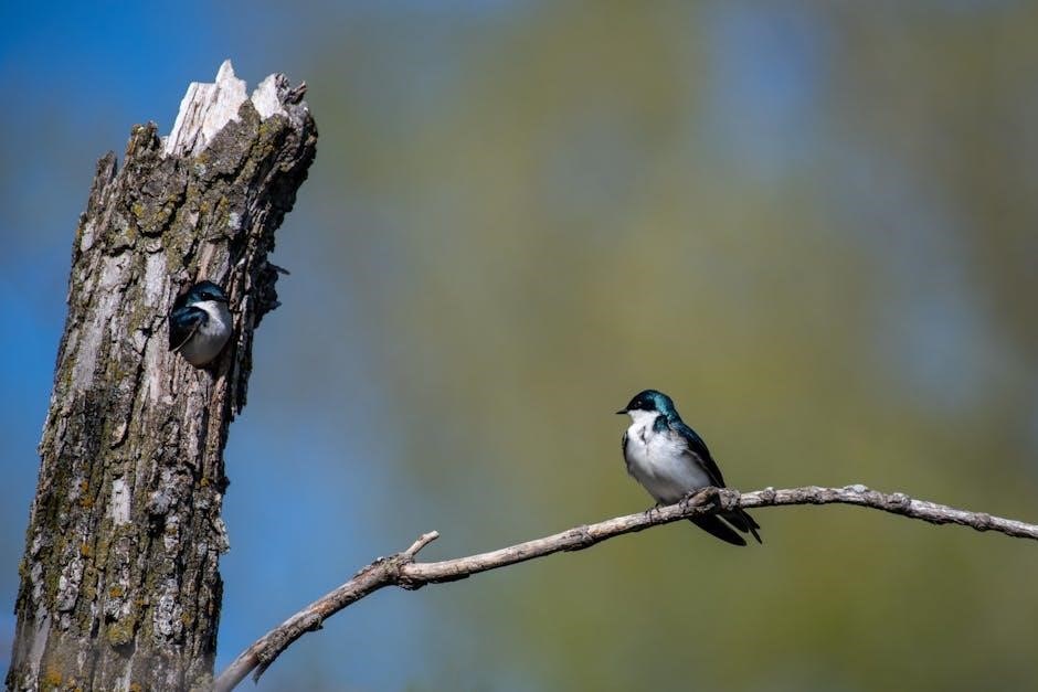 requiem city c swallow pdf